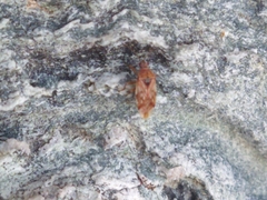 Pentatomomorpha