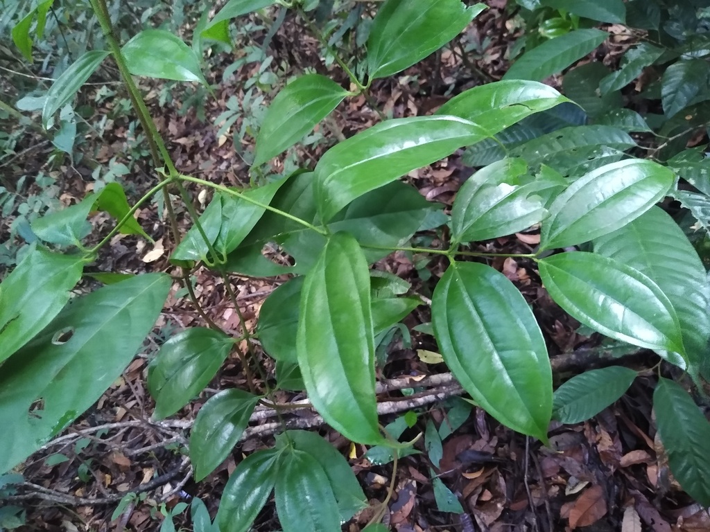 Warneckea membranifolia