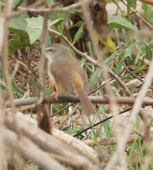 Prinia subflava