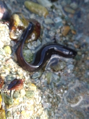 Zoarcidae