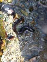 Zoarcidae