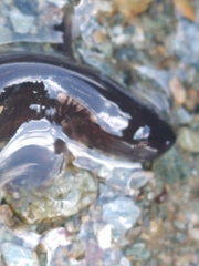Zoarcidae