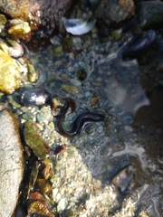 Zoarcidae