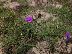 Glandularia aristigera