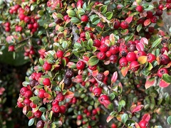 Cotoneaster horizontalis