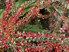 Cotoneaster horizontalis
