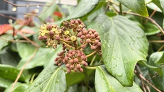 Hedera helix