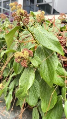 Hedera helix