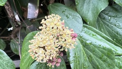 Hedera helix