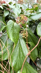 Hedera helix