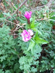 Dianthus barbatus