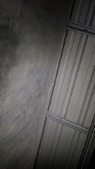 Gekko gecko