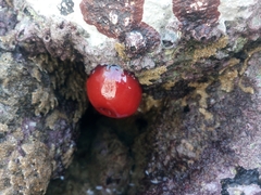 Actinia mediterranea