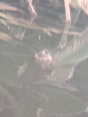 Tachybaptus ruficollis