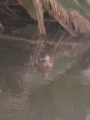 Tachybaptus ruficollis