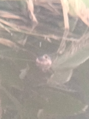 Tachybaptus ruficollis