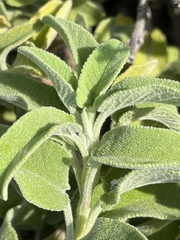 Salvia fruticosa