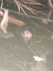 Tachybaptus ruficollis