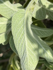 Salvia fruticosa