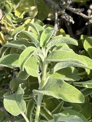 Salvia fruticosa