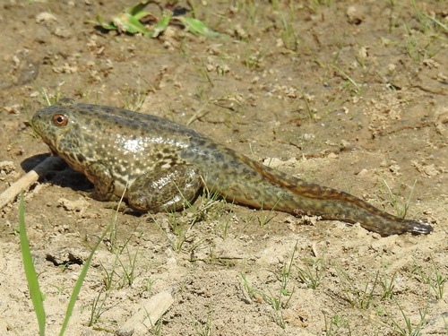 American Bullfrog photographed in Texas