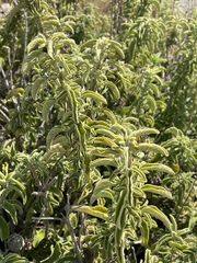Salvia fruticosa