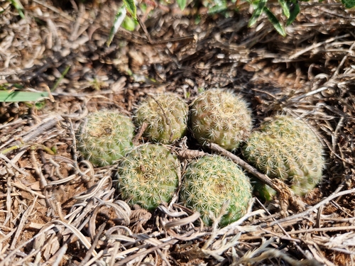 Frailea pumila