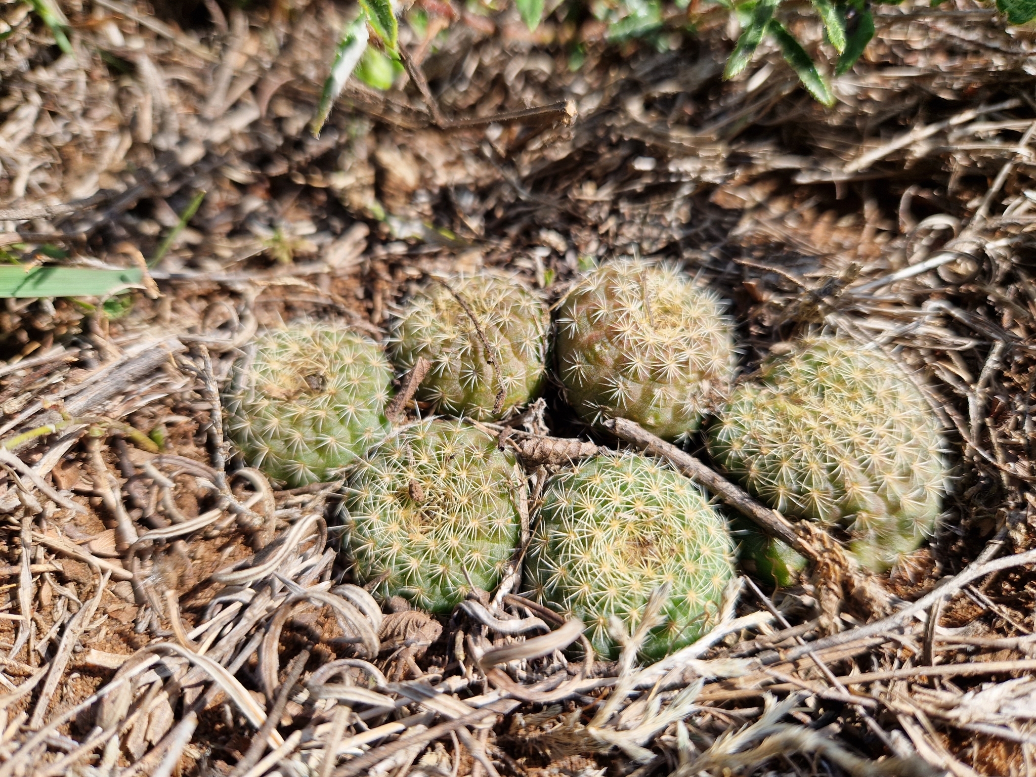 Imagem de Cacto-fraileia