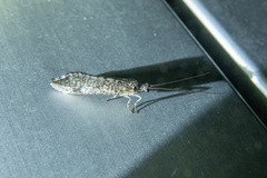 Trichoma gracilipenne