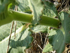 Xysmalobium undulatum