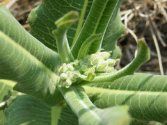 Xysmalobium undulatum