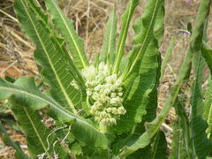 Xysmalobium undulatum