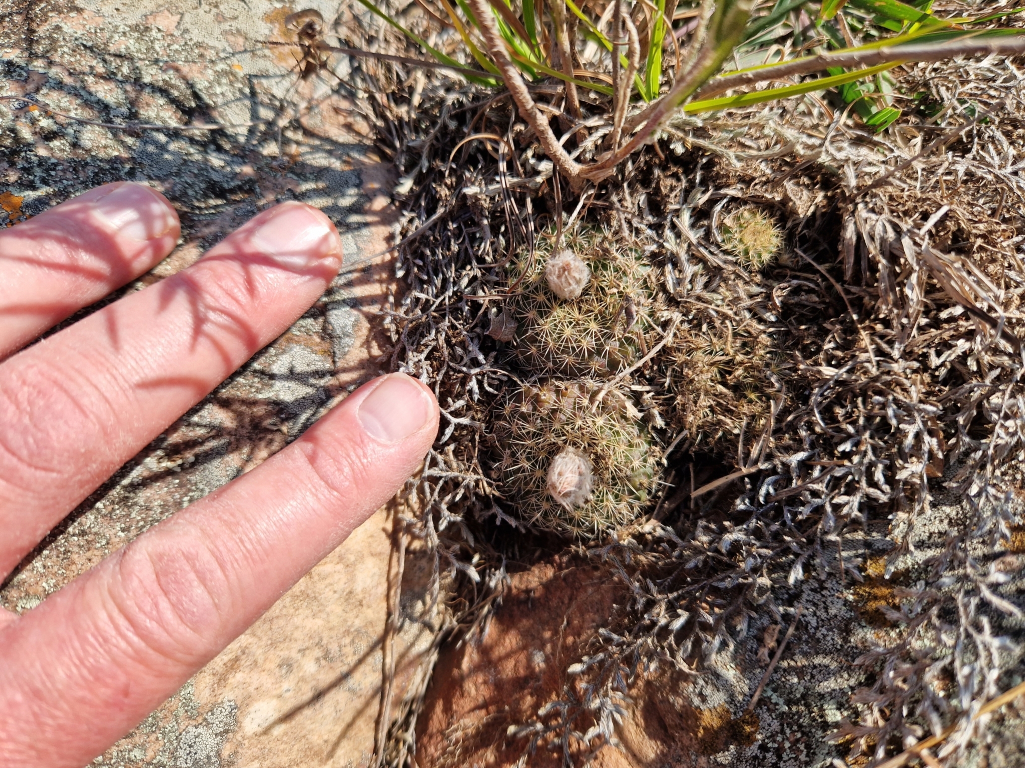 Imagem de Cacto-fraileia