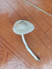 Leucocoprinus brebissonii