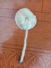 Leucocoprinus brebissonii