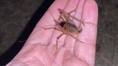 Diestrammena unicolor