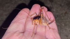 Diestrammena unicolor