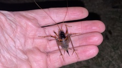 Diestrammena unicolor