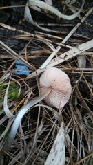 Entoloma conferendum