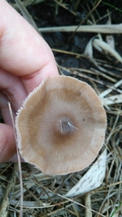 Entoloma conferendum