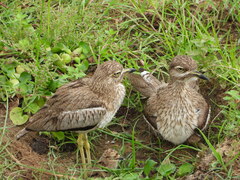 Burhinus vermiculatus