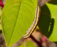 Trichordestra legitima