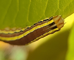 Trichordestra legitima