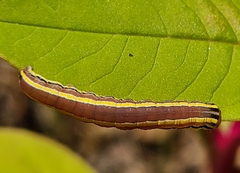 Trichordestra legitima
