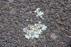 Xanthoparmelia scabrosa