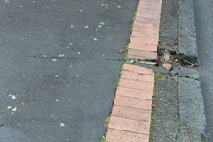 Xanthoparmelia scabrosa