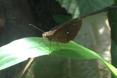 Iambrix salsala salsala