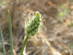 Albuca virens virens