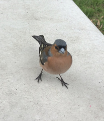 Fringilla coelebs gengleri