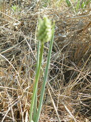 Albuca virens virens